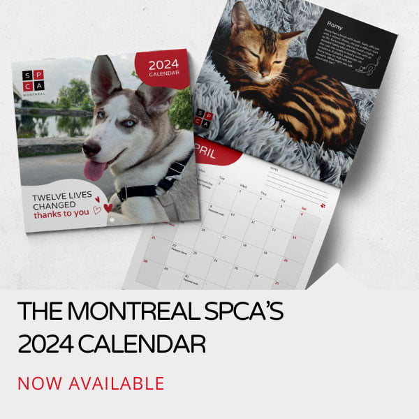 https://www.spca.com/wp-content/uploads/2023/10/Le-calendrier%E2%80%AF2024-au-profit-de-la-SPCA-de-Montreal-2.jpg