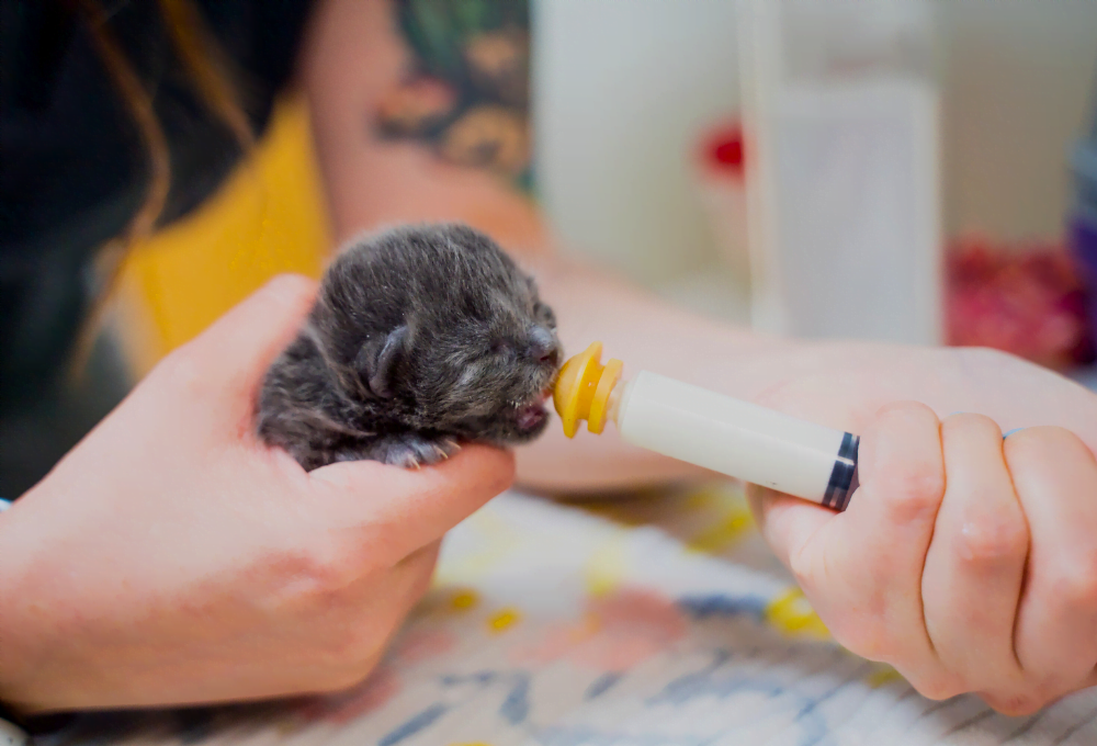 Become a Foster Parent to Orphaned Kittens - SPCA de Montréal