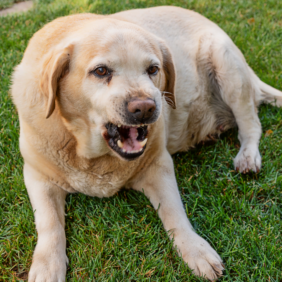 Scolding a Dog Who Growls: Danger! - SPCA de Montréal