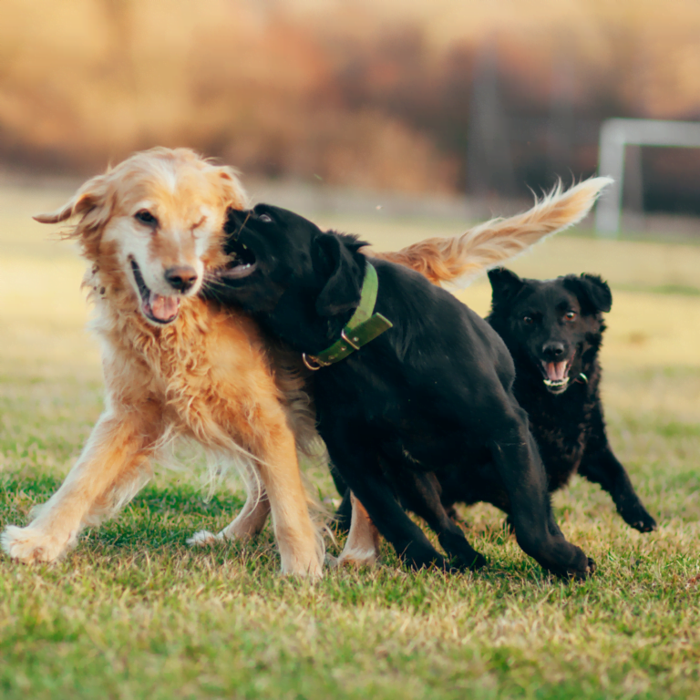 Scolding a Dog Who Growls: Danger! - SPCA de Montréal