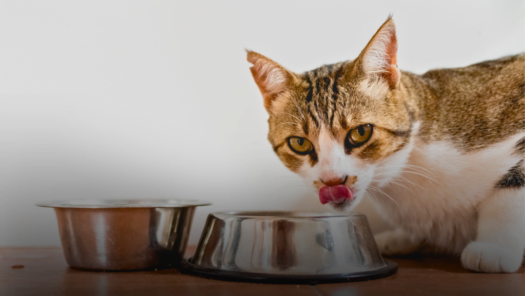 Why a healthy diet is important for dogs and cats - SPCA de Montréal