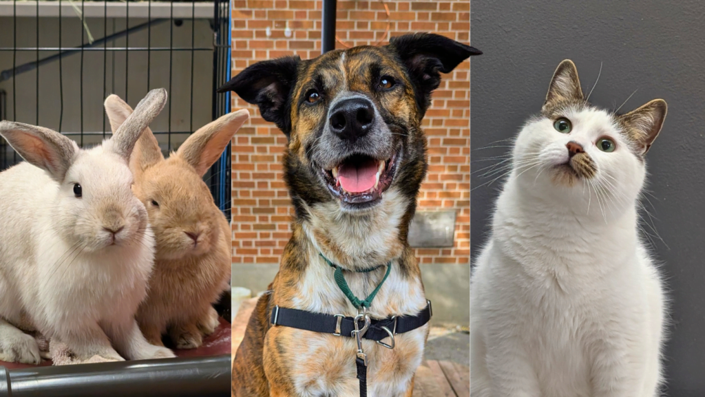 There is no adoption fee at the Montreal SPCA this Sunday, July 14th